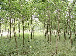 クヌギ・コナラ[ 雑木] の森